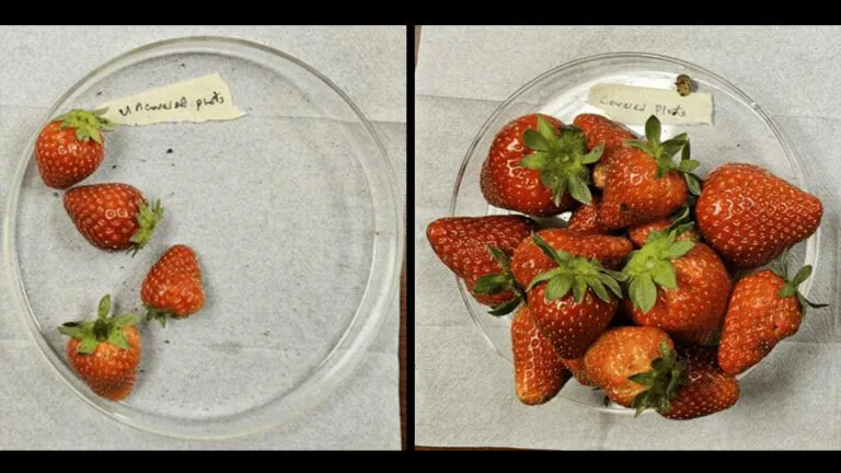 fresas