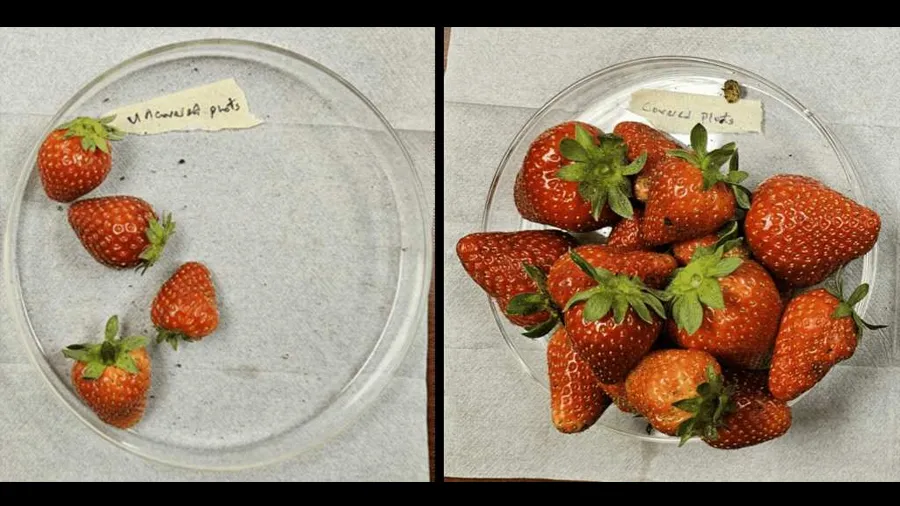 fresas